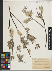 Foto von Salix lapponum L. x Salix viminalis L.